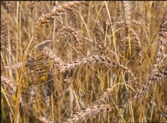 bearded ears of wheat