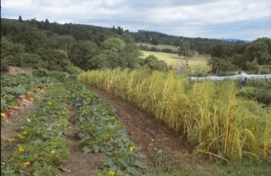 Seed Links - Open Pollinated Seeds