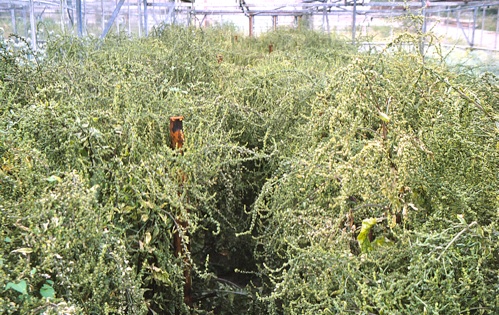 beetroot seed crop