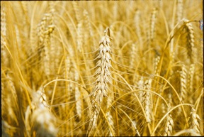 bearded wheat farm variety