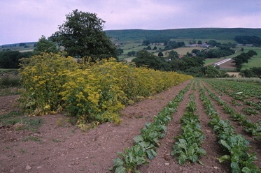 parsnip seed crop
